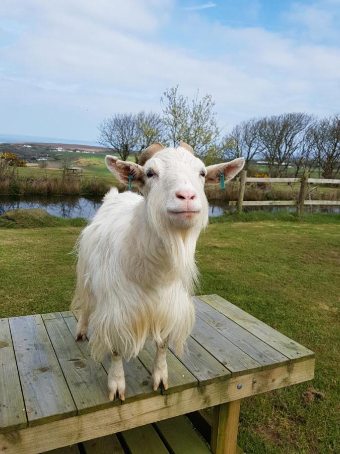 Noddfa Farm Guest House Haverfordwest Exteriör bild